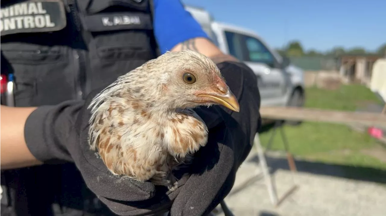 Roosters rescued from Pierce County cockfighting ring looking for forever homes