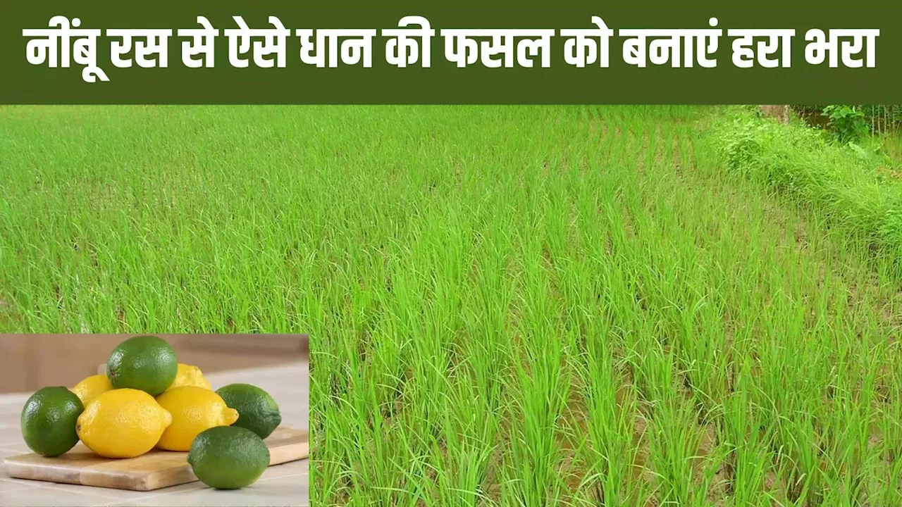 Paddy farming: धान के किसानों के लिए कवच बन रहा नींबू, जानें कैसे रस के छिड़काव से फसल को बना सकते हैं हरा भरा