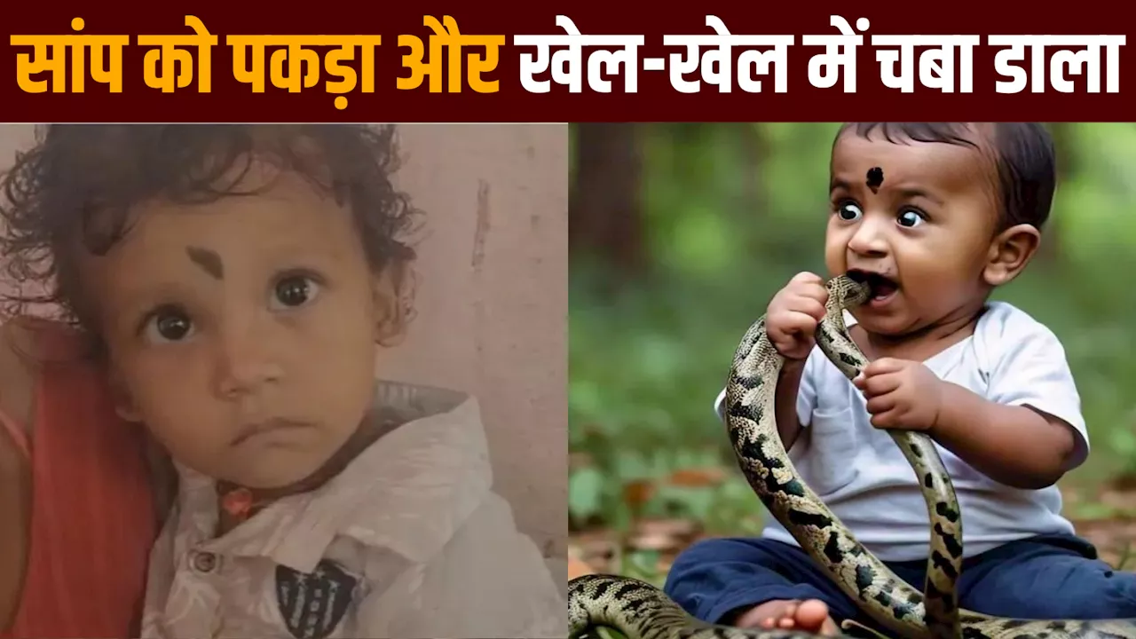 Snake News: तीन फीट लंबे सांप को 12 महीने के बच्चे ने पकड़ा और चबा डाल, जानें मासूम का क्या हुआ