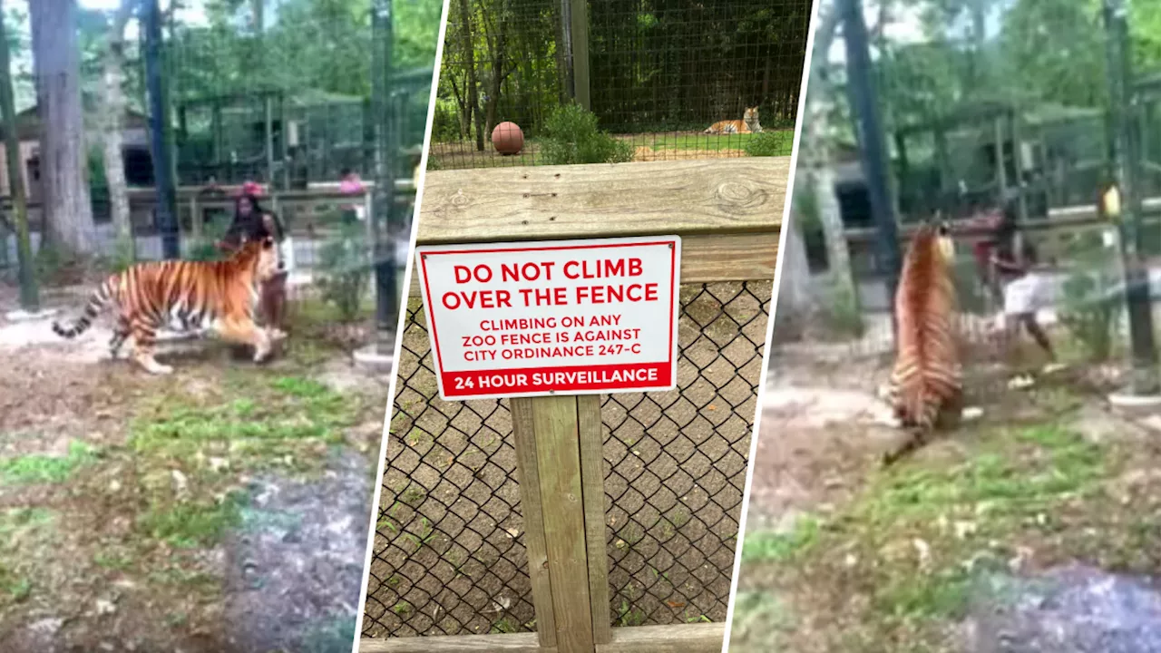 WATCH: Woman wanted in risky tiger taunt at NJ zoo