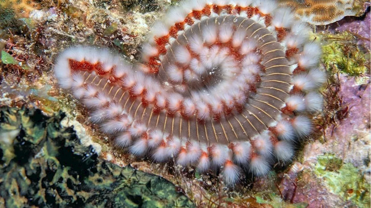 Texas beachgoers warned about fireworms: How to avoid painful stings and treat them