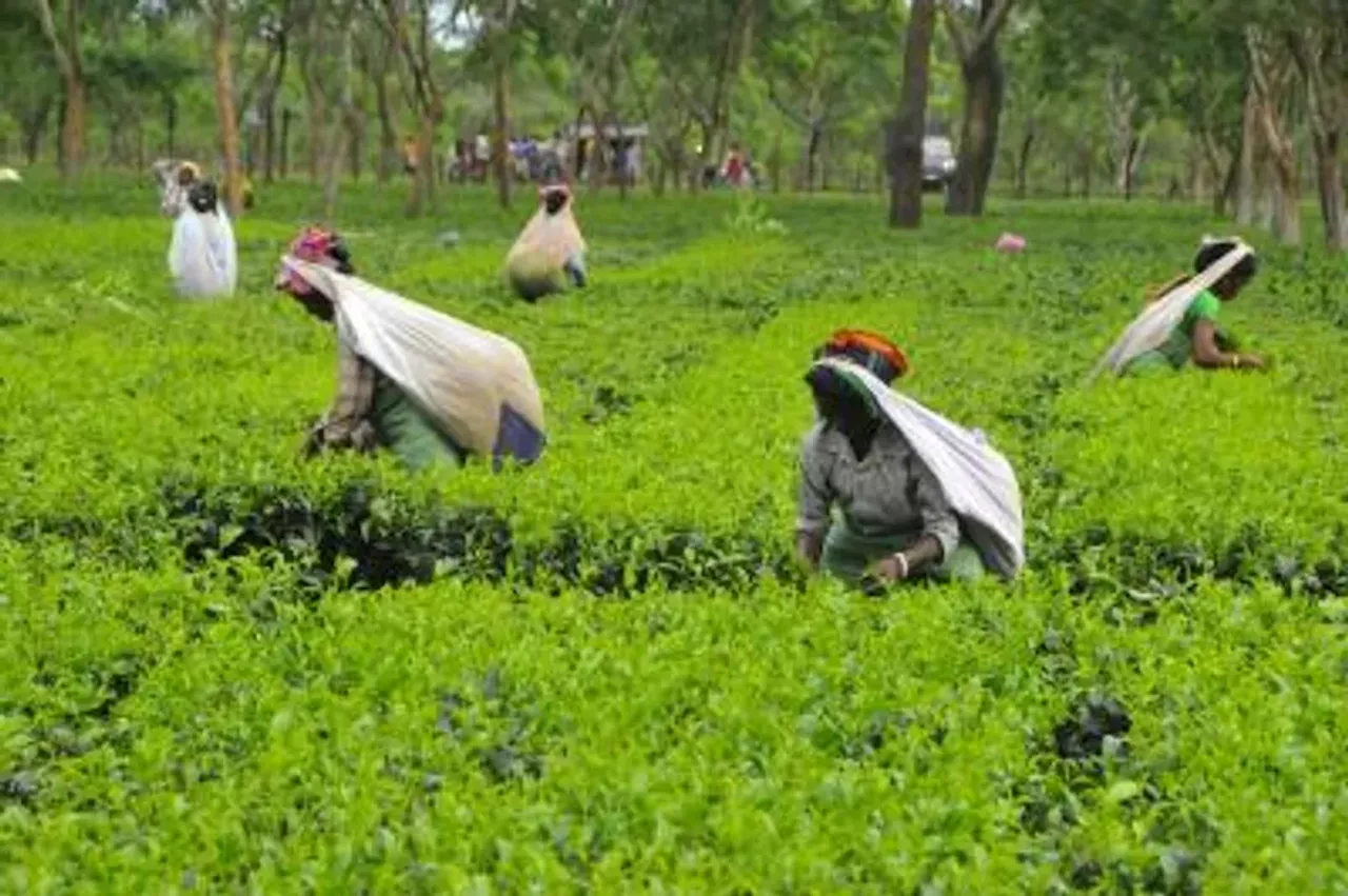 असम चाय बागानों में पर्यटन को बढ़ावा देने की योजना : हिमंत बिस्वा सरमा