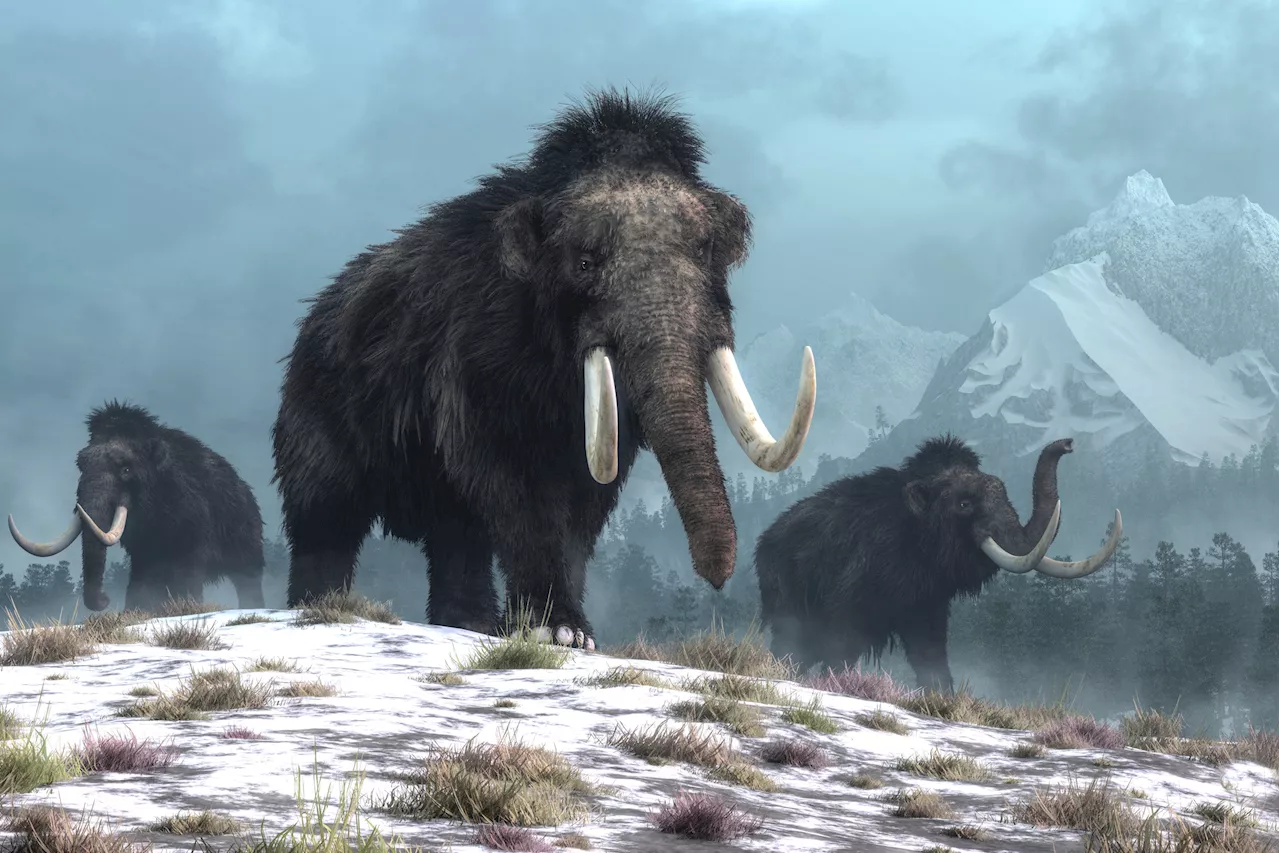 Archaeologists Reveal How Prehistoric Americans May Have Killed Mammoths