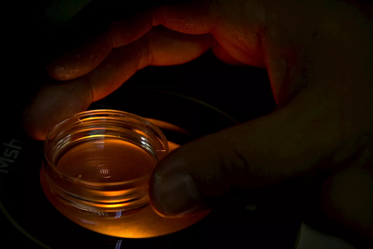 Gene editing coud cure many diseases and lengthen life spans, but is it ethical?