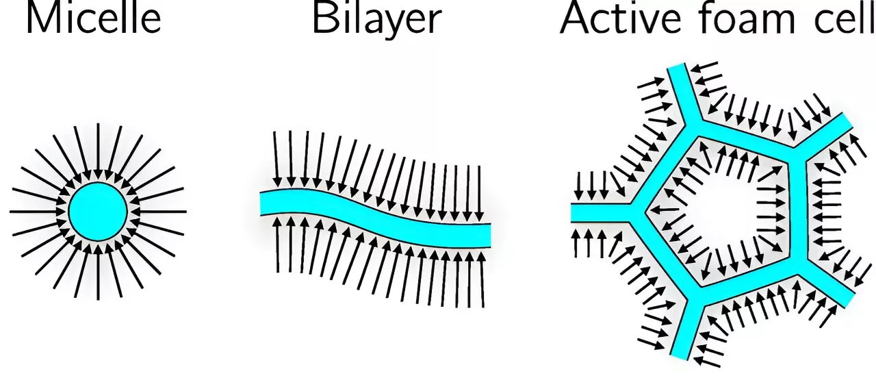 Physicists develop new model that describes how filaments assemble into active foams