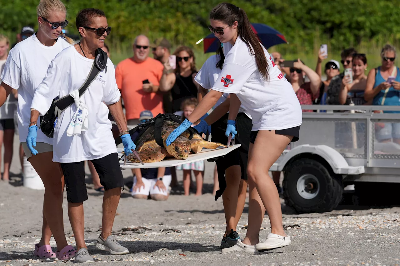 Subadult loggerhead sea turtle returns to Atlantic Ocean in Florida after rehabilitation