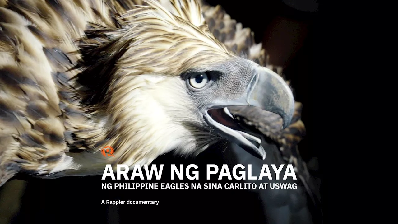 Philippine eagles Carlito and Uswag’s flight to freedom: A Rappler documentary