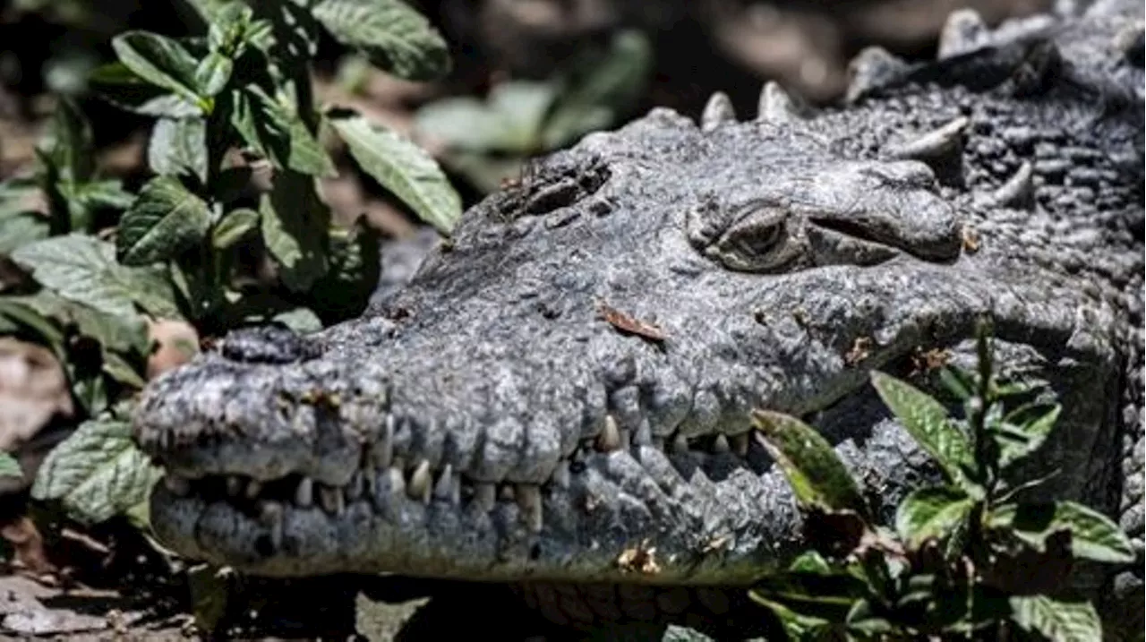 Indonésie : les restes d’une femme retrouvés dans le ventre d’un crocodile