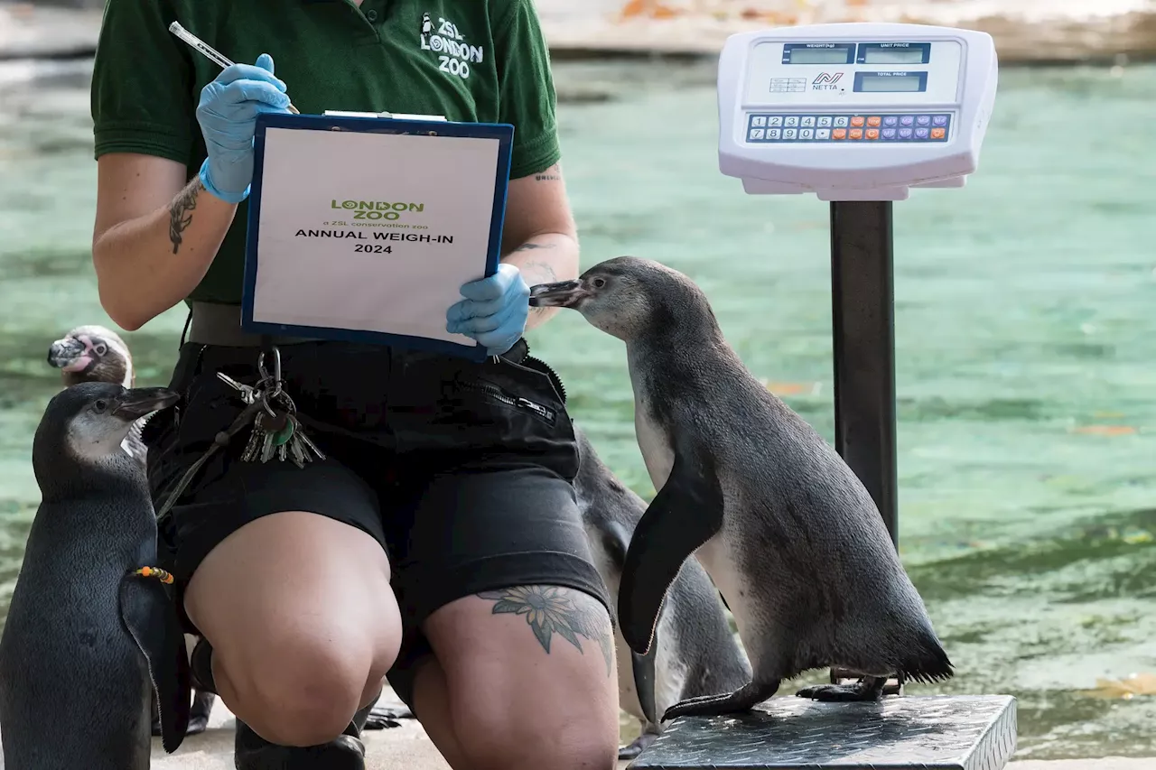 Centenas de animais sobem à balança para a pesagem anual no Jardim Zoológico de Londres