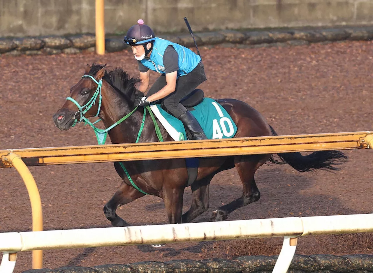 【新潟2歳S】トータルクラリティ 重馬場のCW単走で11秒9 池添師「伸び伸びとダイナミックな動き」