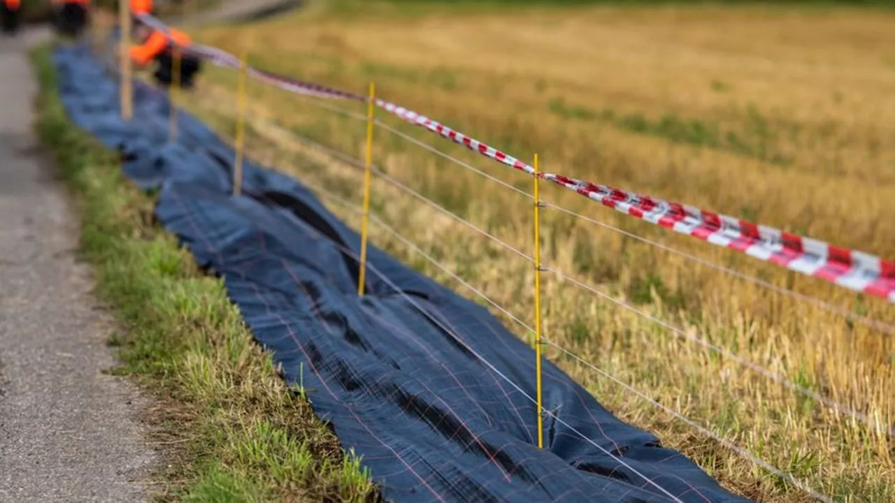 Kreis verbietet Maislabyrinthe: Stromkästen-Diebe sabotieren Kampf gegen Schweinepest