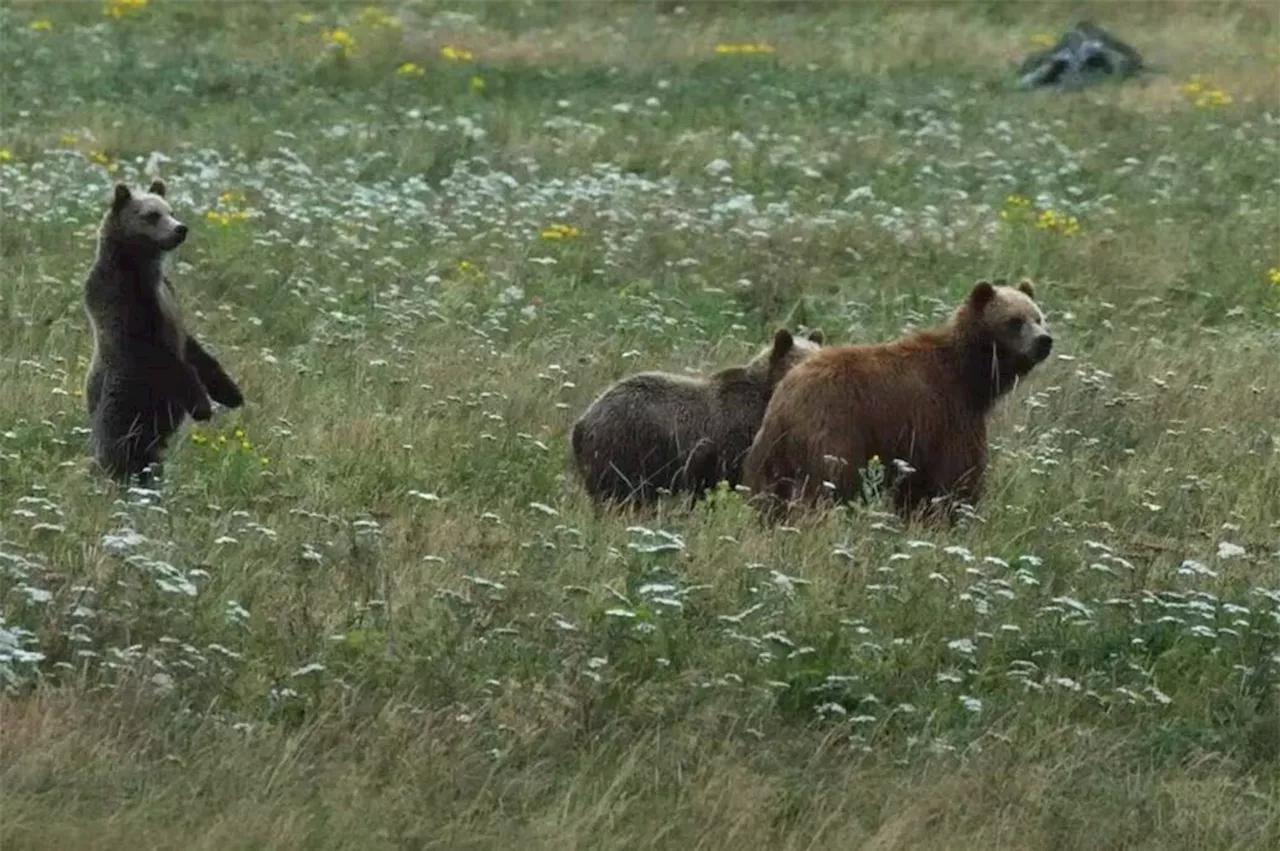 First native-born grizzly cubs ever could spark change on Vancouver Island