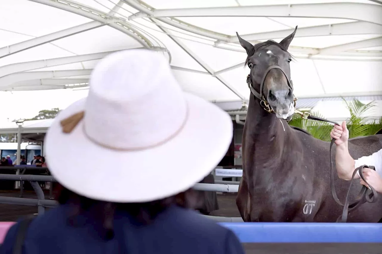 Theatre of Dreams at a horse auction