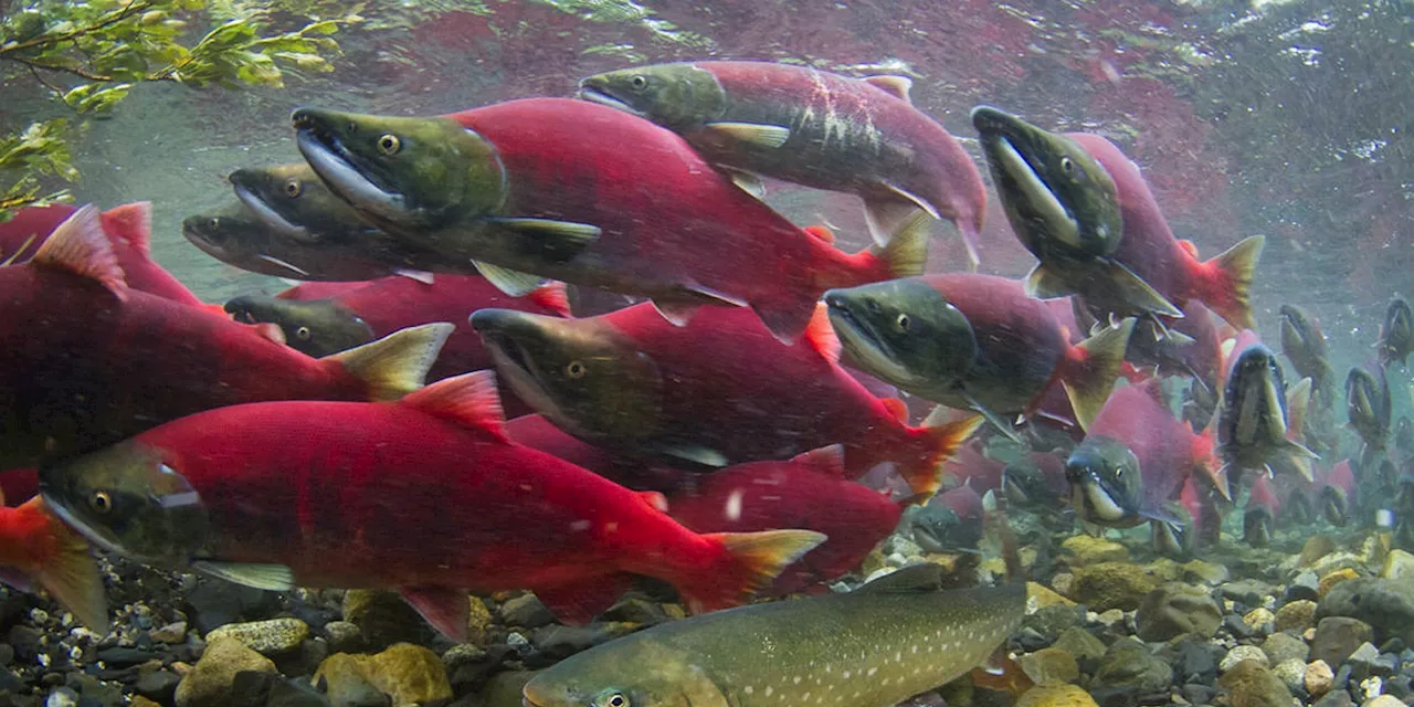 Protecting wild salmon populations doesn’t require banning farms