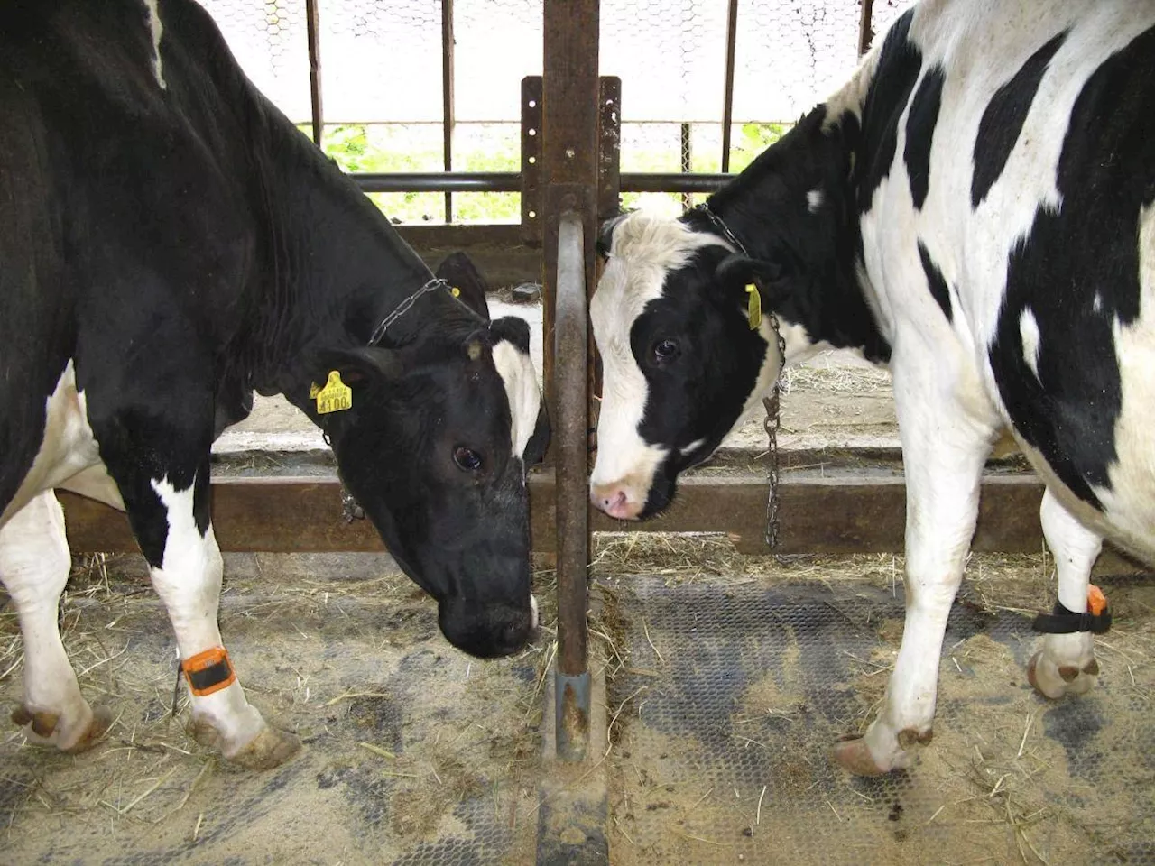 How Japan's farmers are keeping cows cool in record heat