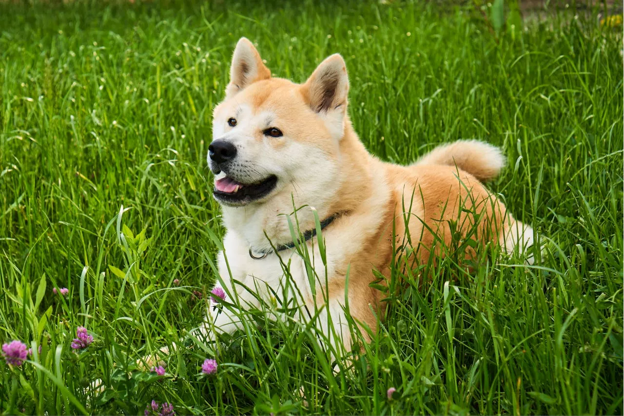 How to prevent your dog from eating grass