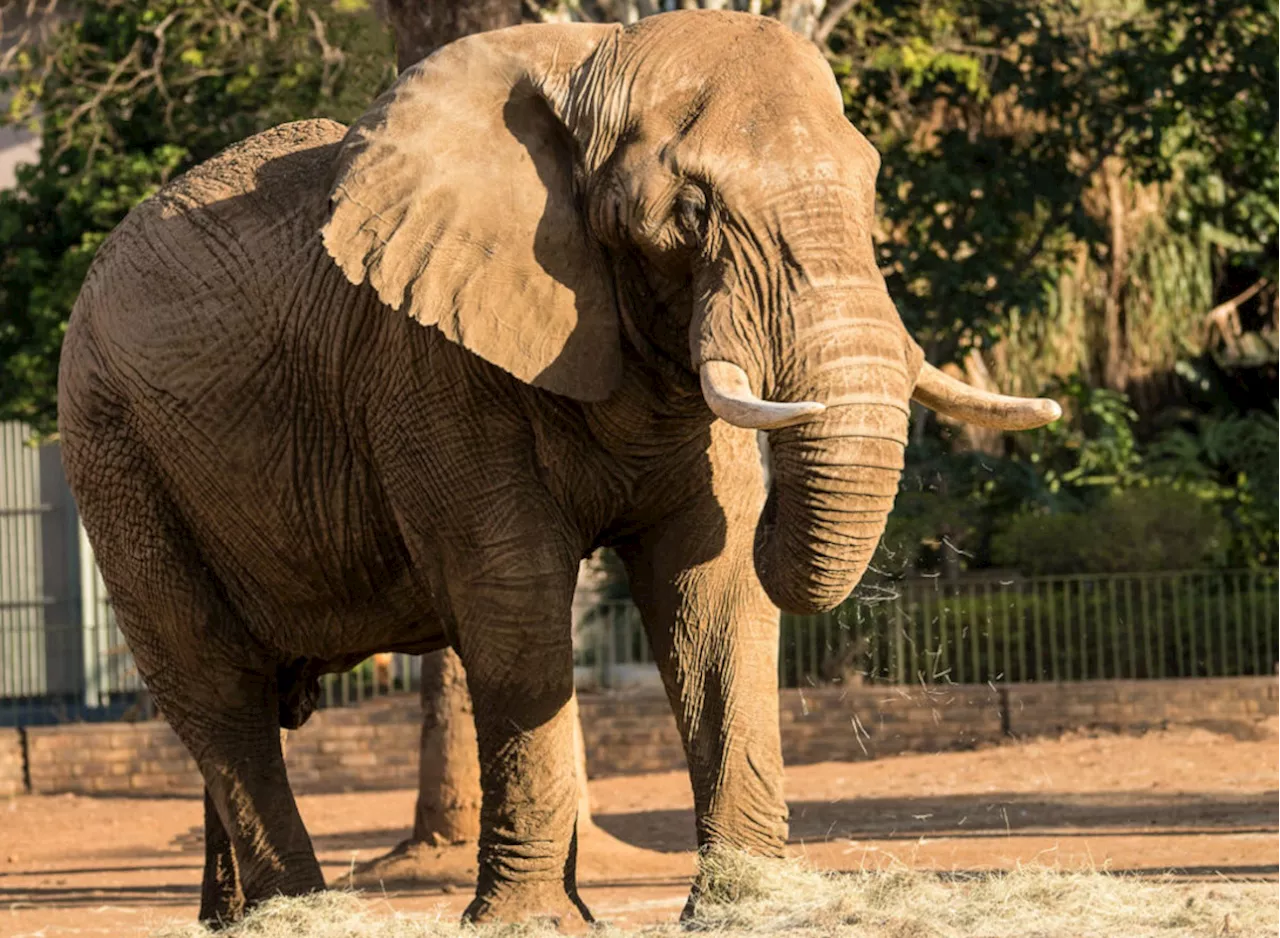 South Africa’s Pretoria zoo frees its last elephant