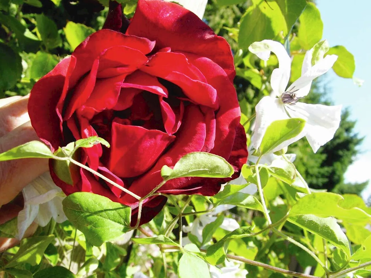 Helen Chesnut's Garden Notes: Climbing roses pair well with clematis vines