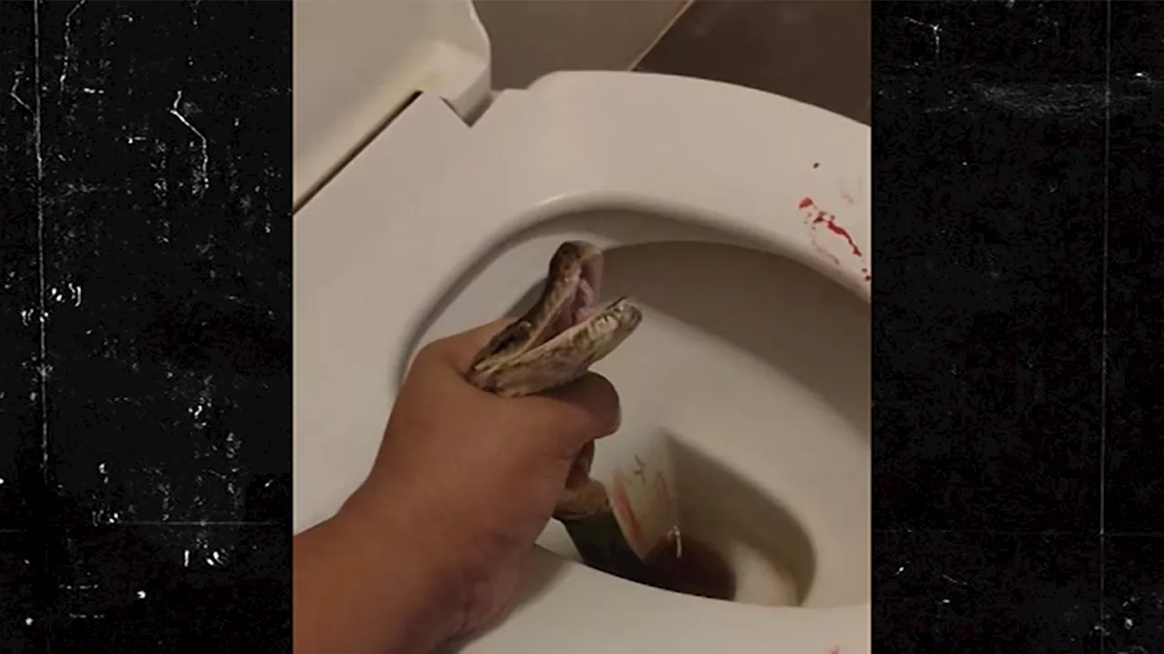 Man Says Python Bit His Balls While He Was Sitting on Toilet, Shares Video