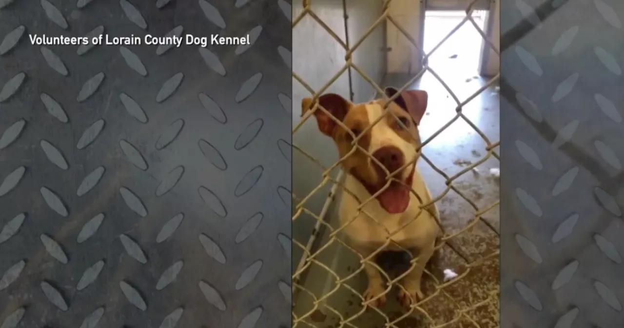 Lorain County Dog Kennel gets $250,000 grant to upgrade facility