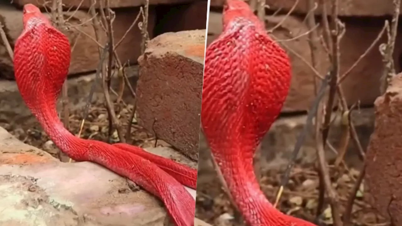 Red King Cobra Video: ಅಪರೂಪದ ಕೆಂಪು ನಾಗರ ಹಾವು... ಮೂಲೆಯಲ್ಲಿ ಹೆಡೆ ಎತ್ತಿ ನಿಂತ ವಿಡಿಯೋ ವೈರಲ್!