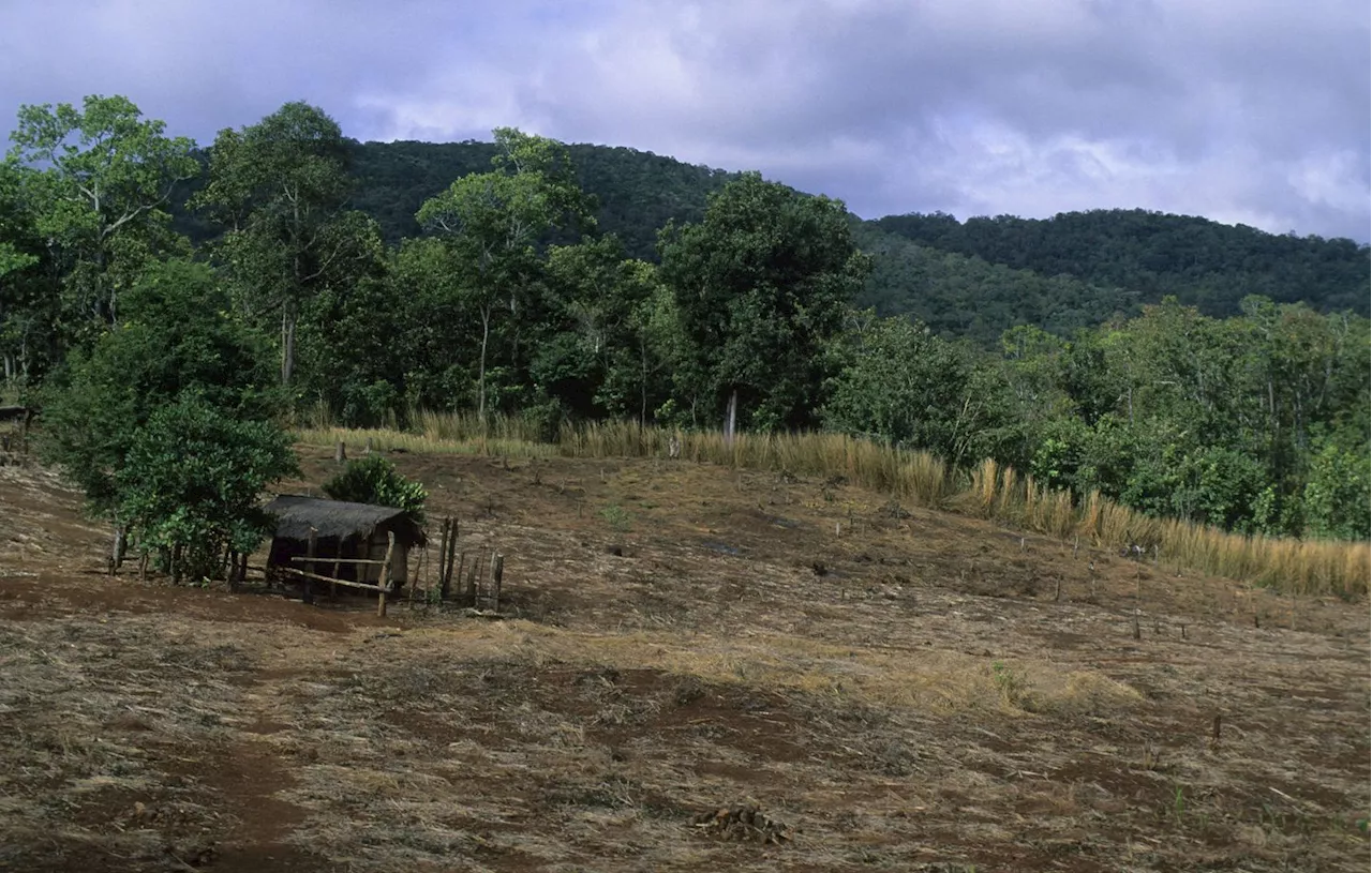 Vietnam : Un enfant de 6 ans retrouvé après quatre jours passés dans une forêt