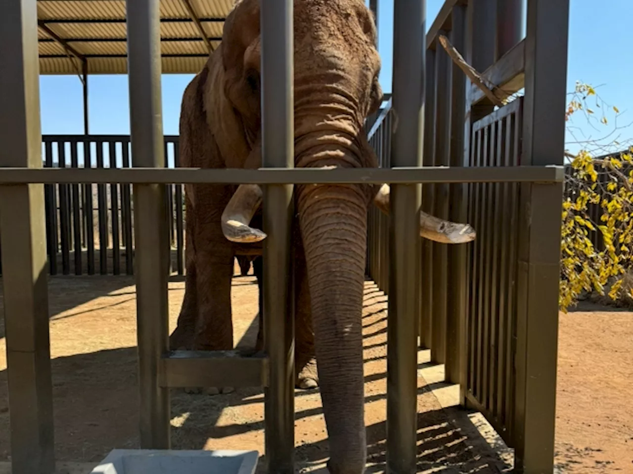 One Of South Africa’s Last Zoo Elephant Freed: A Wild Return After 40 Years In Captivity