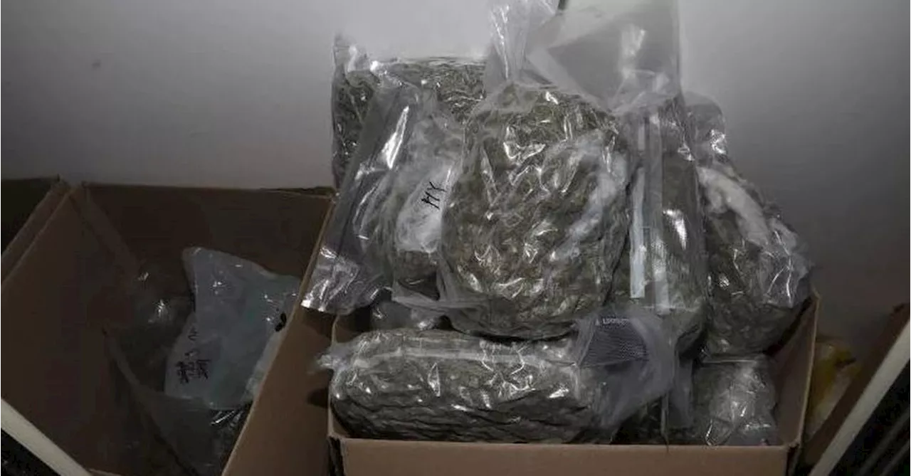 Four charged after police allegedly uncover $500,000 cannabis haul in Brisbane