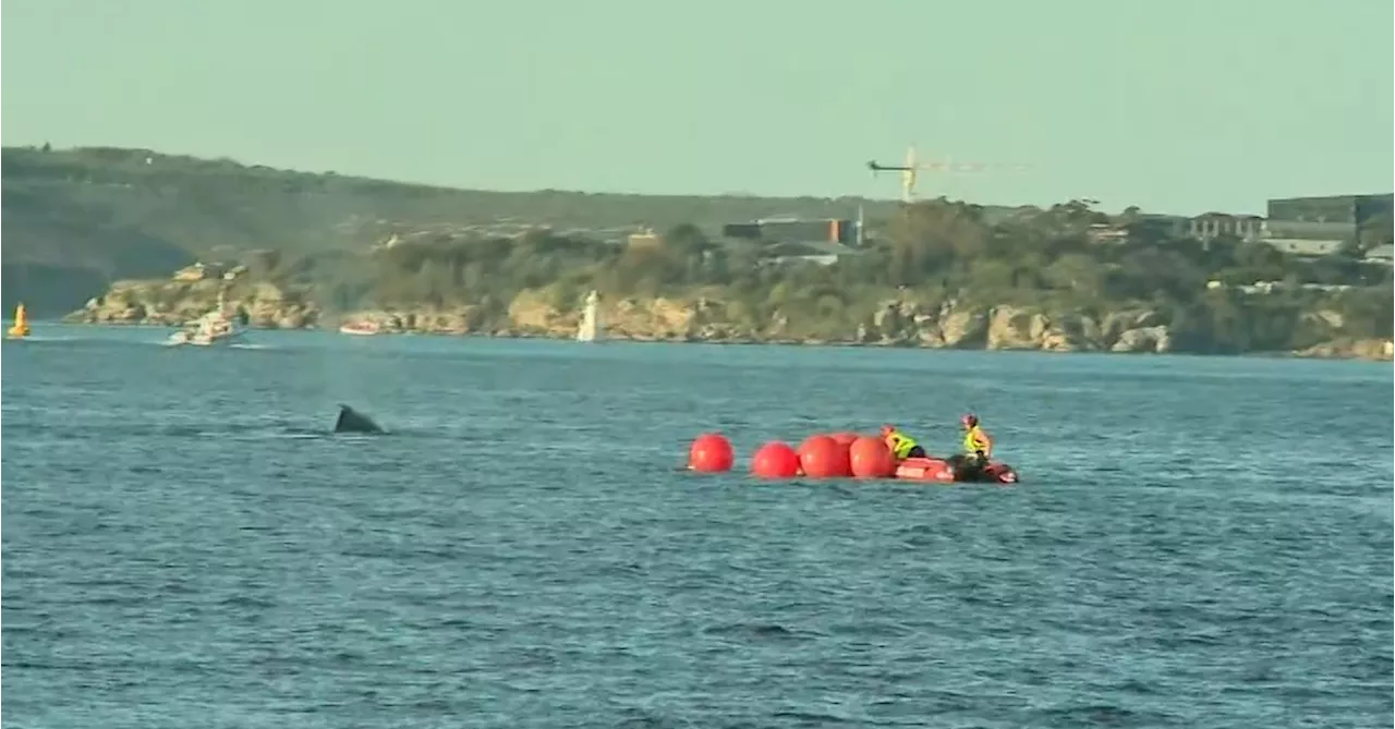 Rescue operation paused for Humpback whale stuck in Sydney Harbour nets