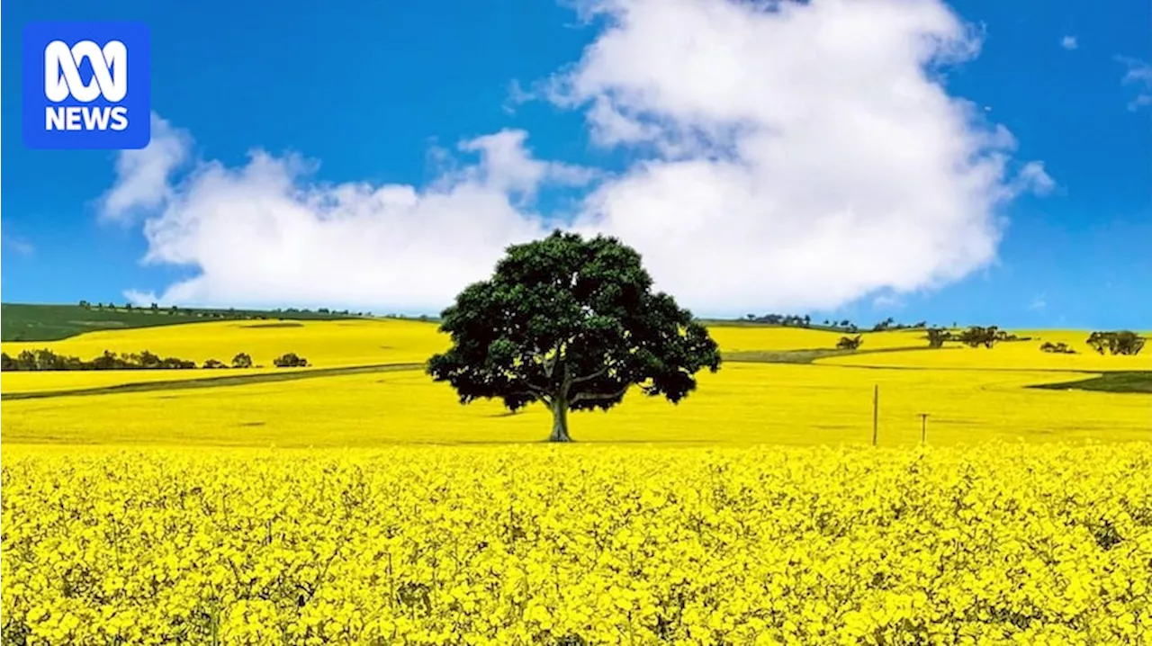 Protecting 'paddock trees' and restoring degraded land