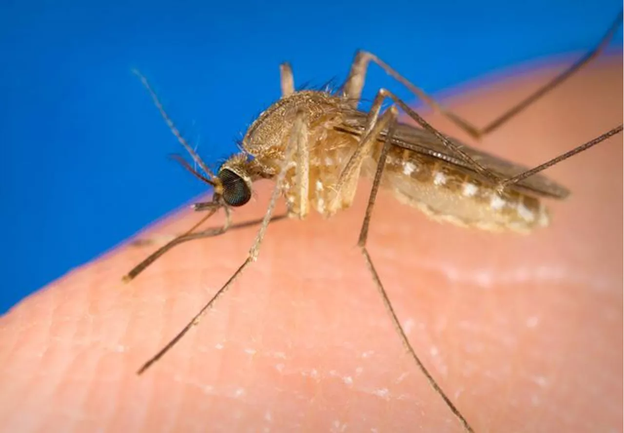 Iss, 171 casi e 6 decessi da maggio per il West Nile virus