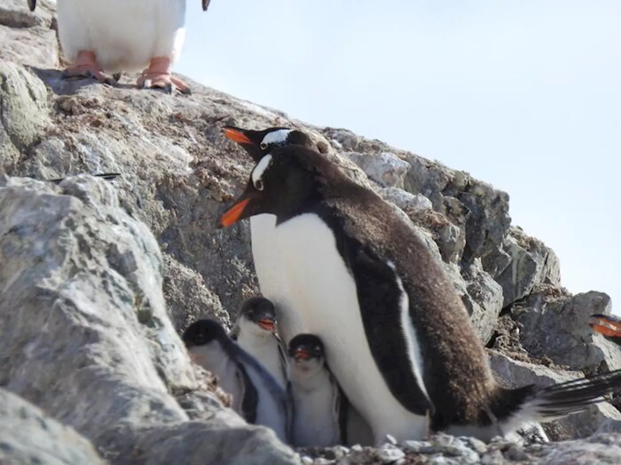 Morto uno dei due pinguini gay di Sidney, il loro amore un'icona