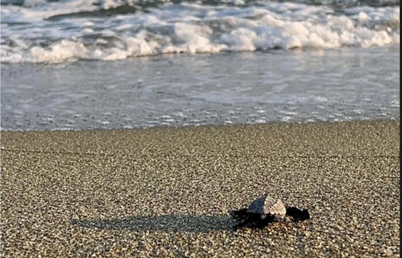 Oltre 90 tartarughe sono nate su una spiaggia a Forio d'Ischia