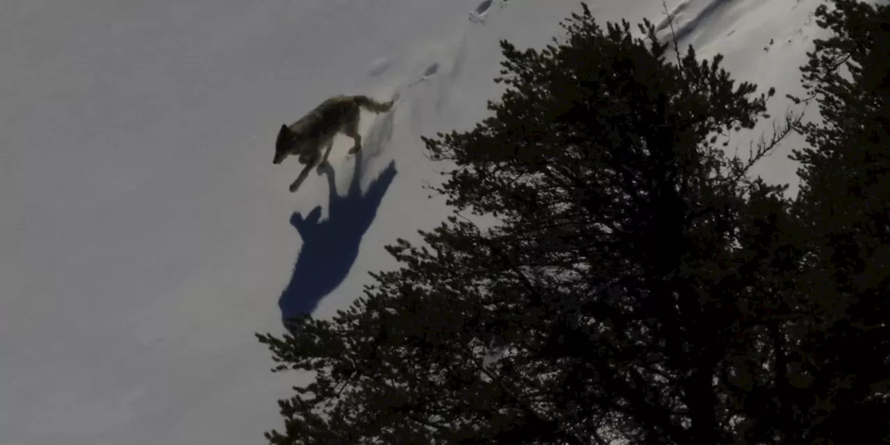 ‘It wasn’t afraid of people’: Wolf bites 2 motorists along Dalton Highway