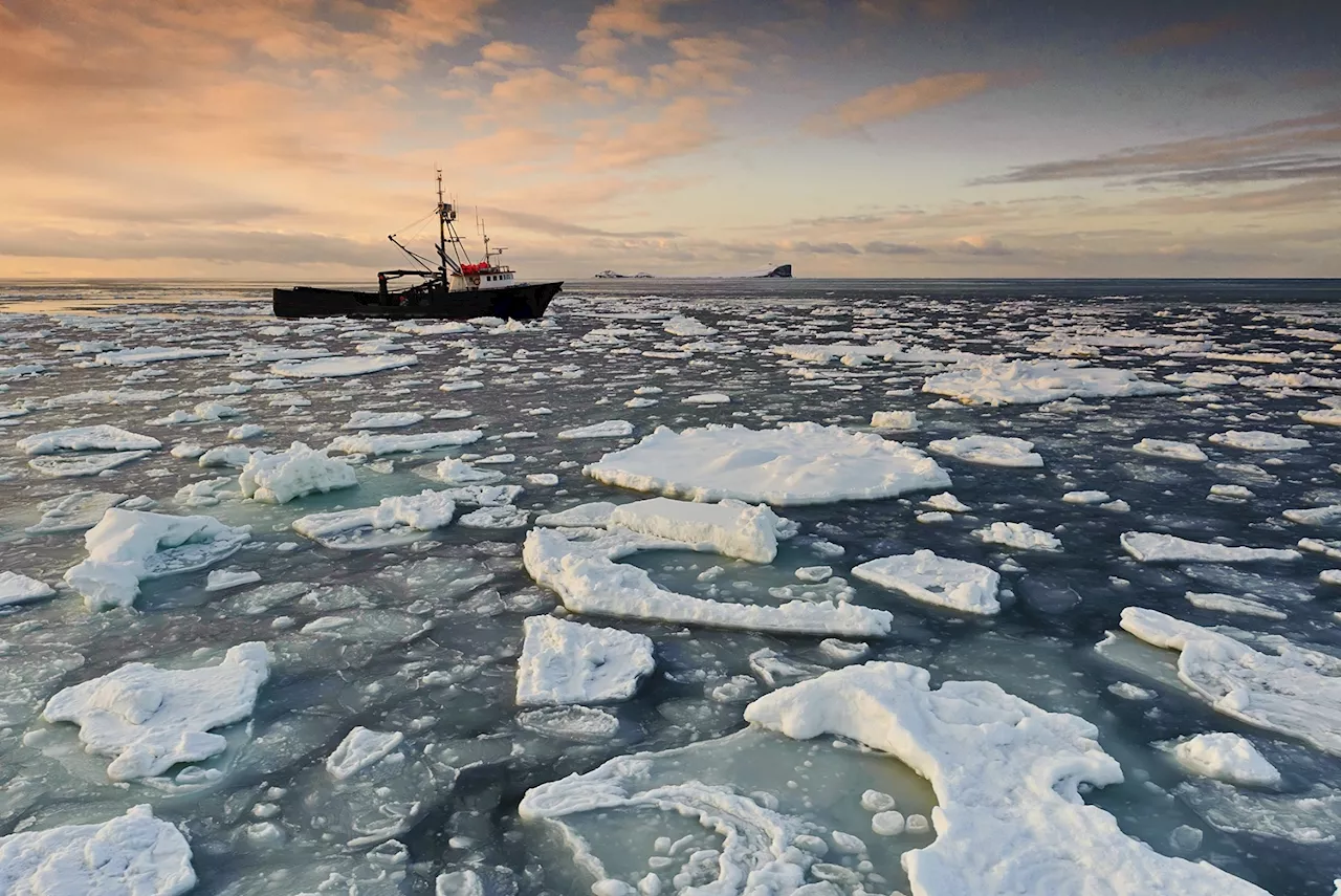 NOAA study links massive Bering Sea snow crab loss to climate change