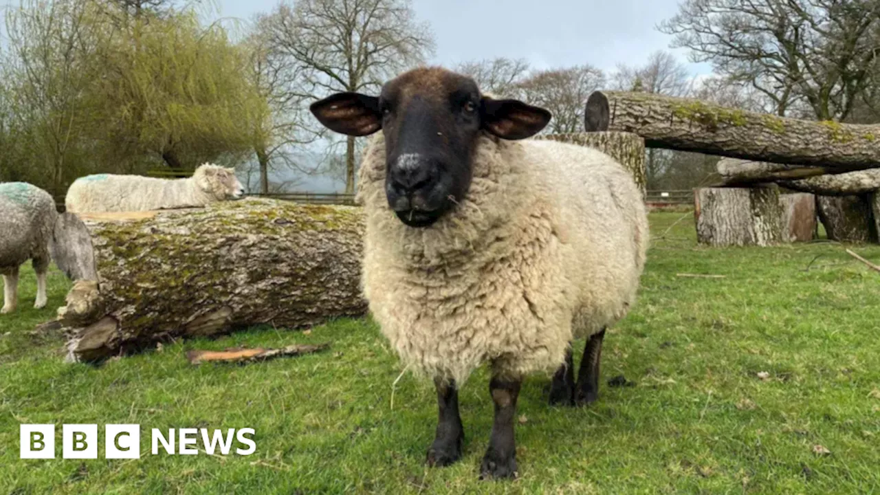 Ferne Animal Sanctuary pleading for donations to 'stay open'