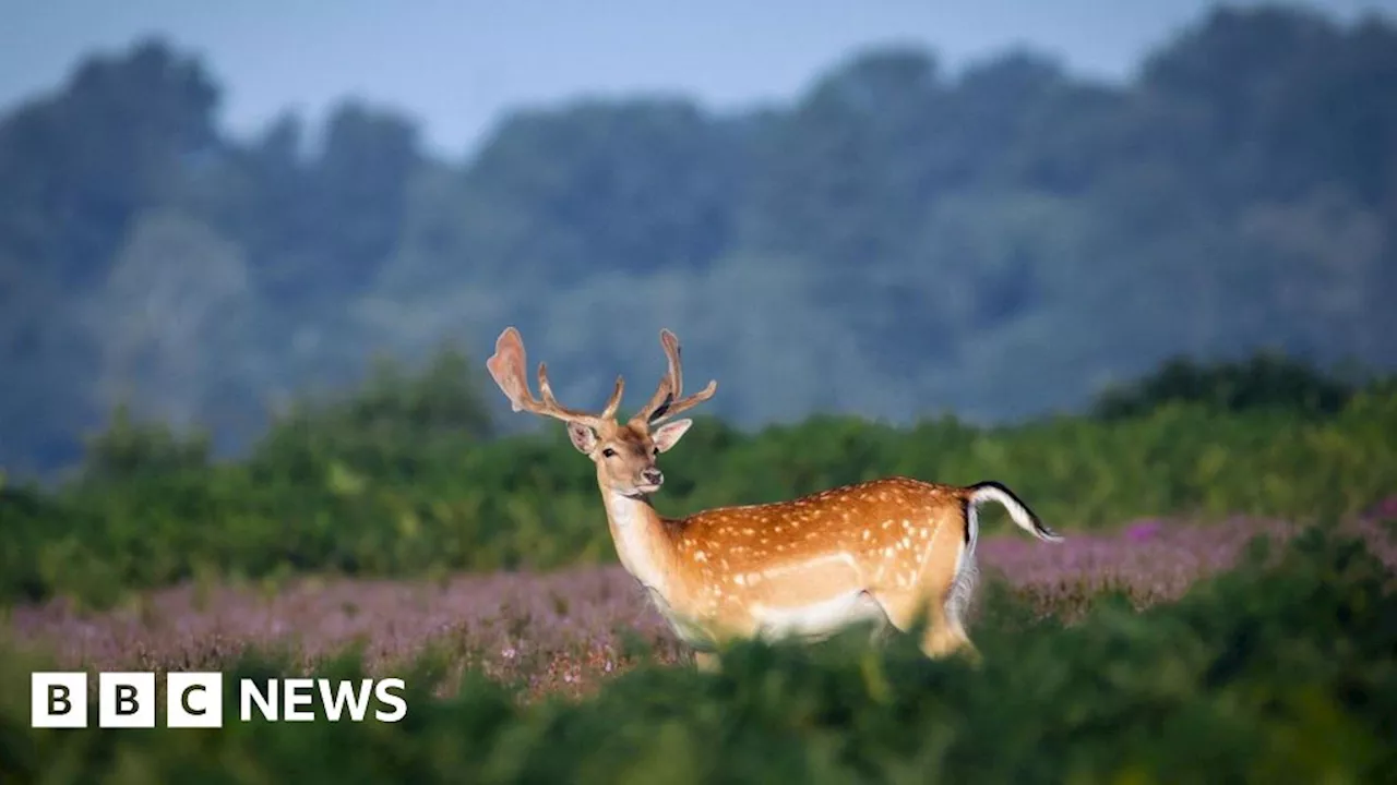 Hampshire & Isle of Wight's Big Picture: 19 Aug