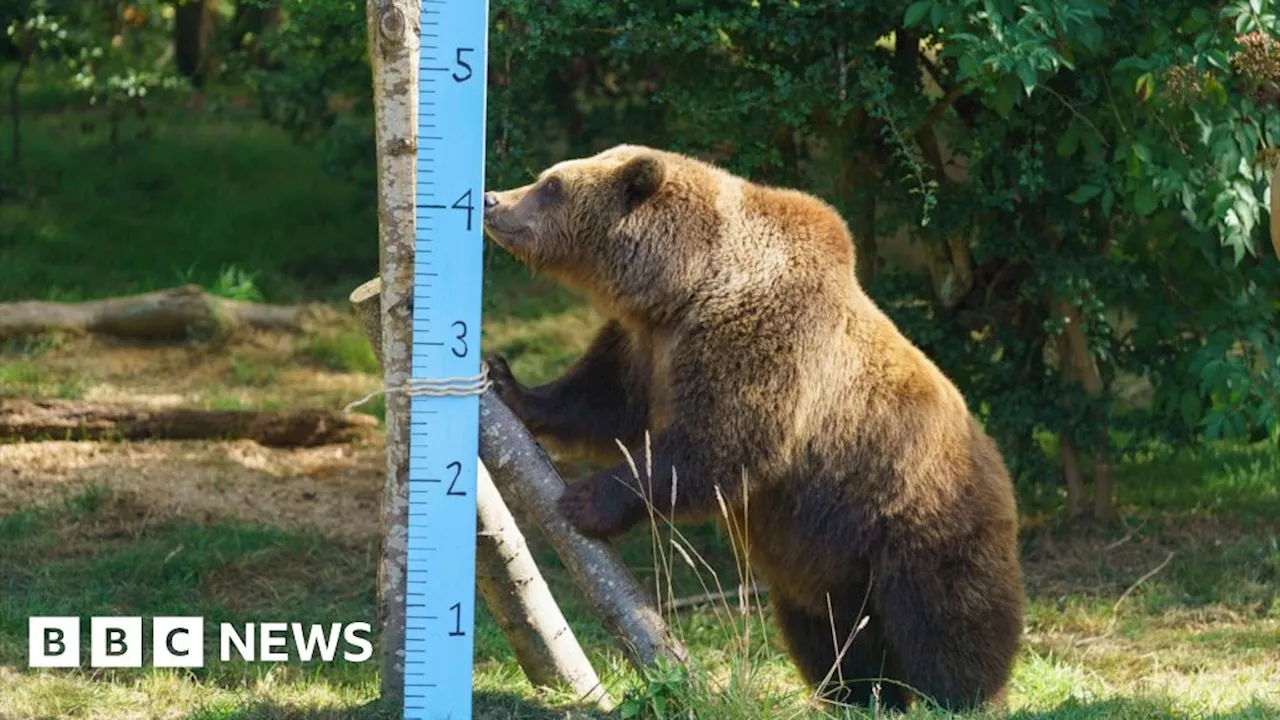 Watch: Honey tempts bears into Whipsnade Zoo's annual weigh-in