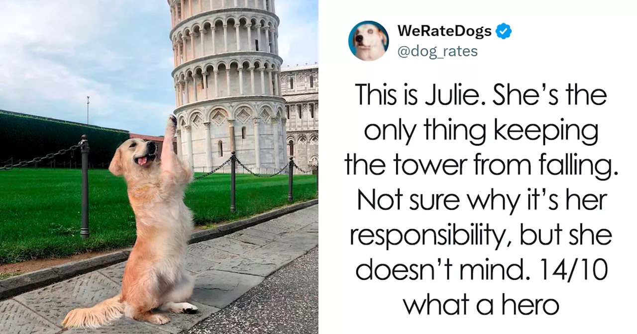 “14/10 For Everyone”: 79 Hilariously Wholesome Dog Ratings (New Pics)