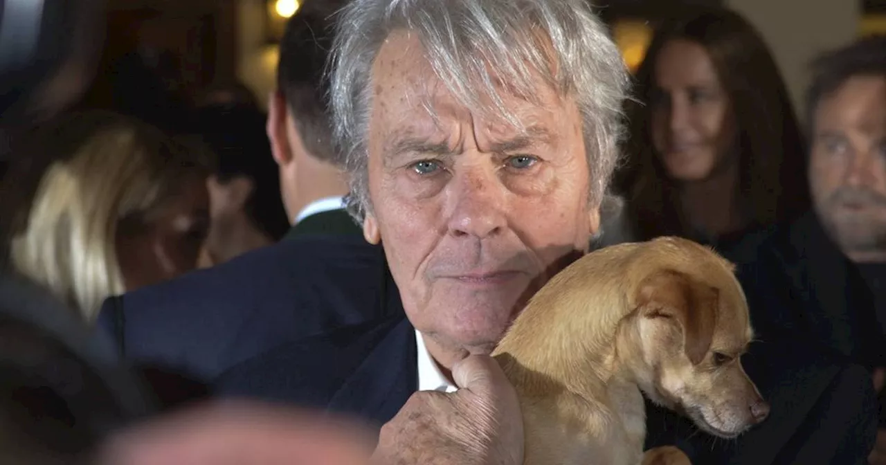 Wunsch verwehrt: Alain Delons Schäferhund Loubo wird nicht eingeschläfert