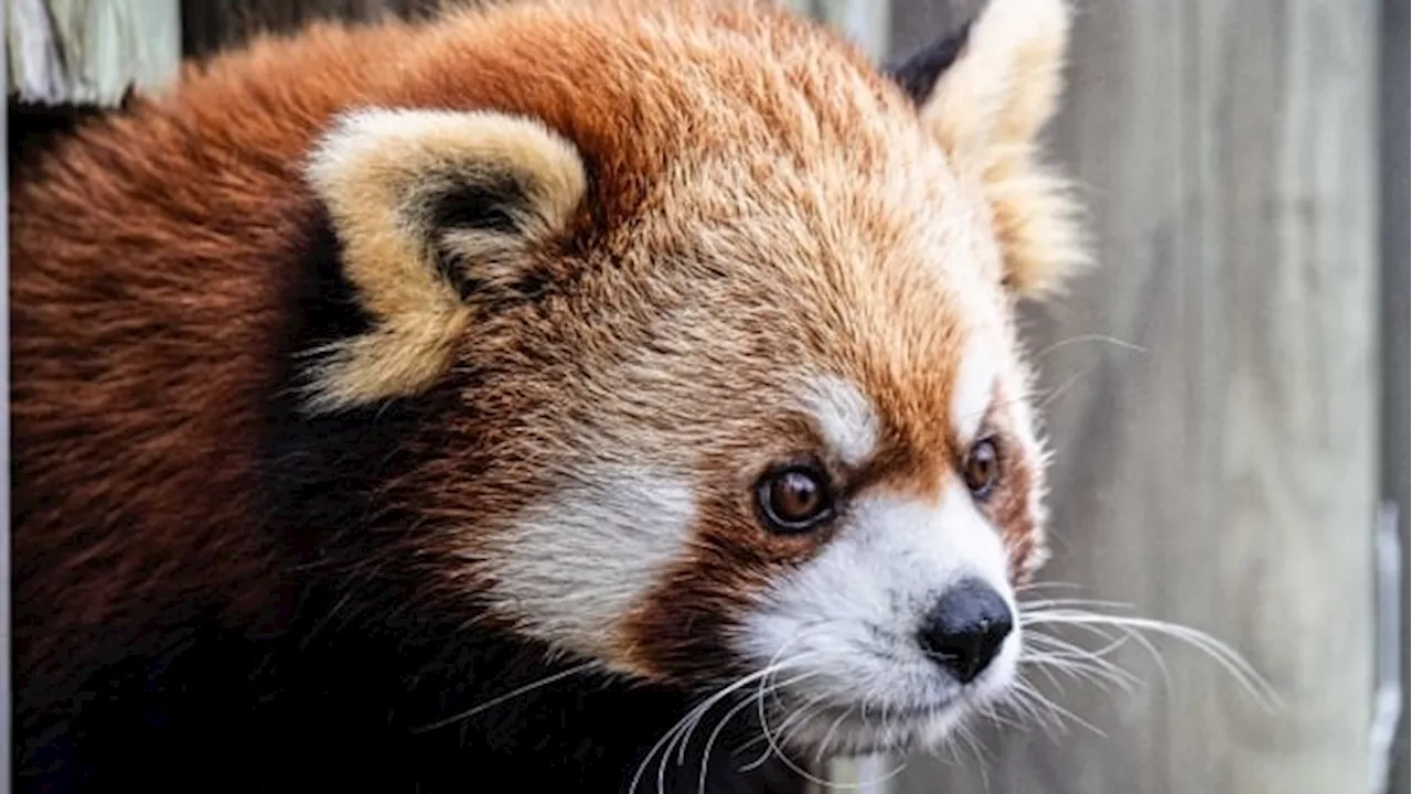 Red panda dies at Toronto Zoo, 3 weeks after cub