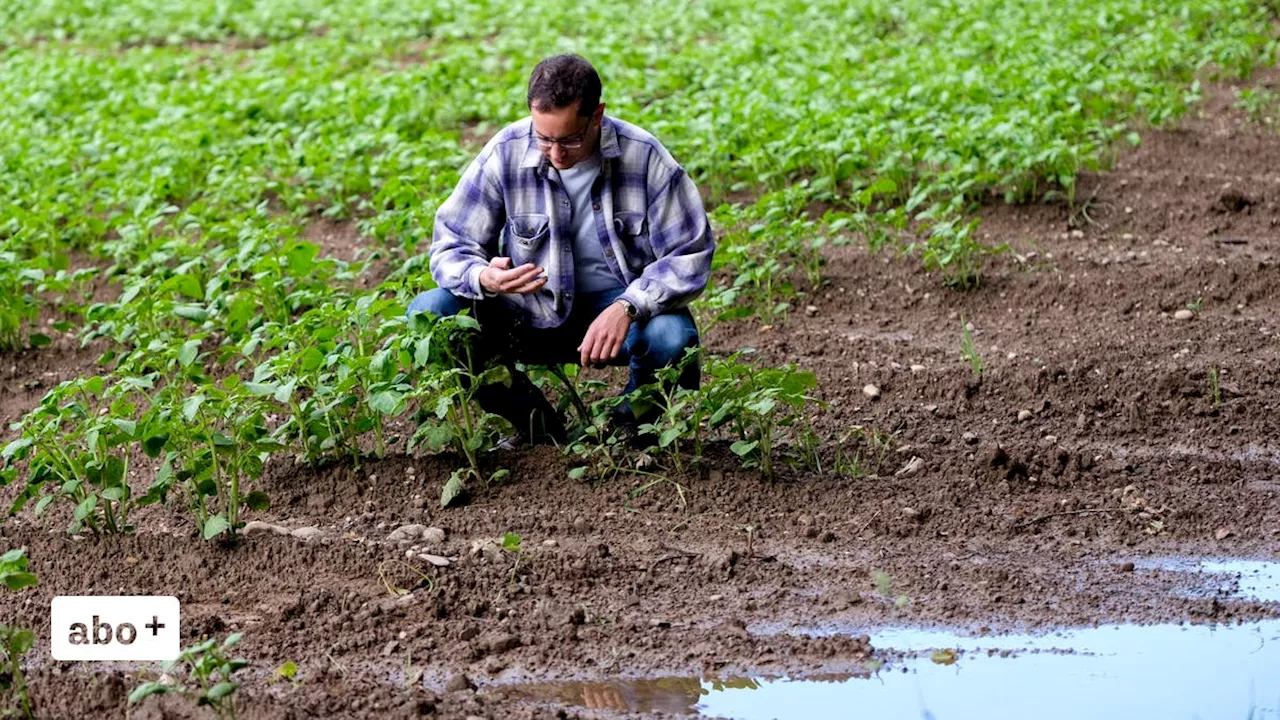 Getreide «eine Katastrophe», Kartoffeln «ein Desaster» – Aargauer Bauern erwarten sehr schlechte Ernte dieses Jahr