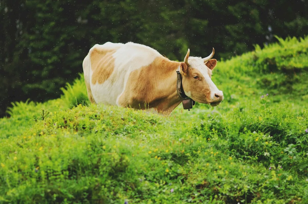 Côtes-d'Armor : une vache permet malgré elle une incroyable découverte