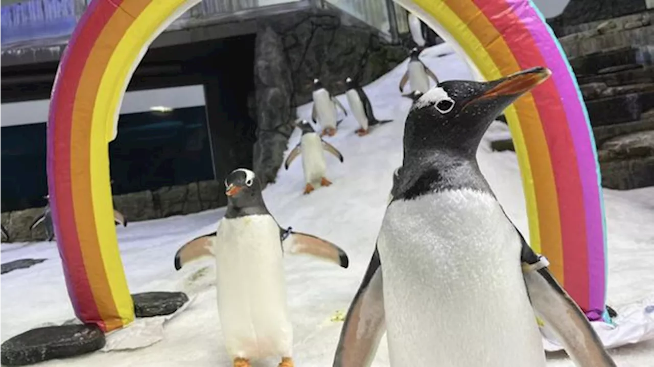 Sphen Si Penguin Gay yang Terkenal Mati di Aquarium Sydney