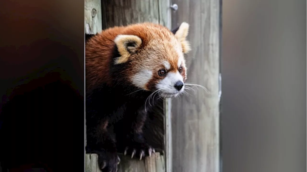 Sakura, Toronto Zoo's red panda, dies