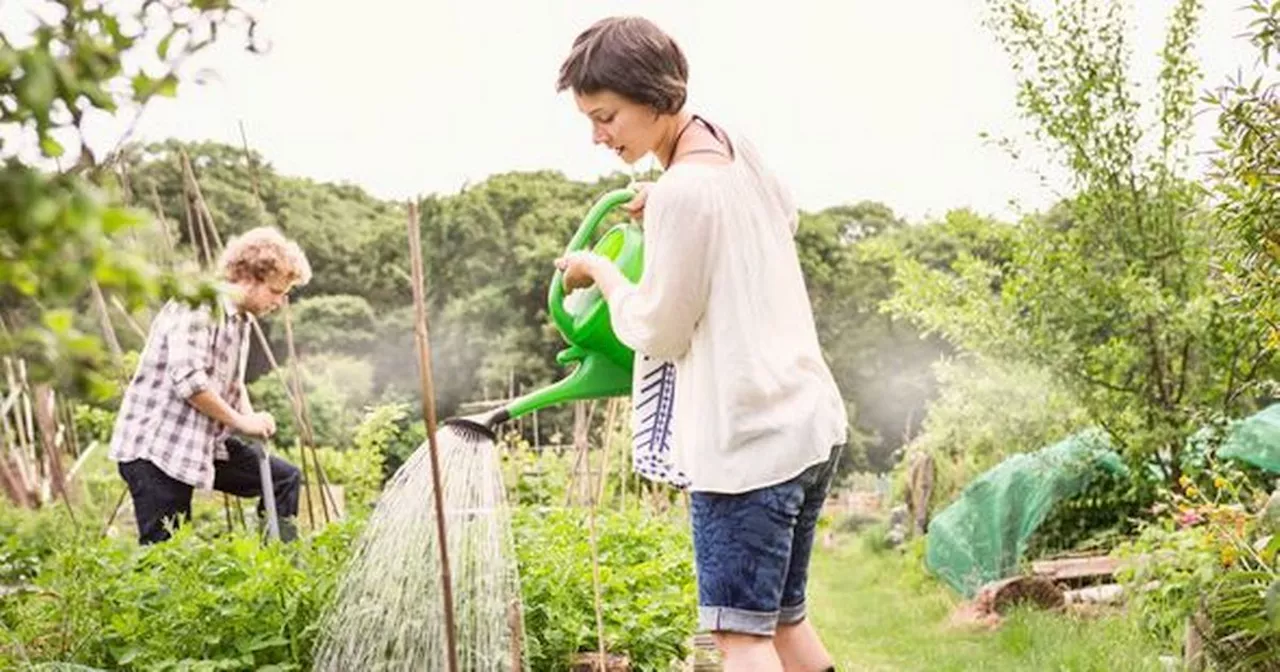 People are only just realising simple method to pick up leaves without a rake