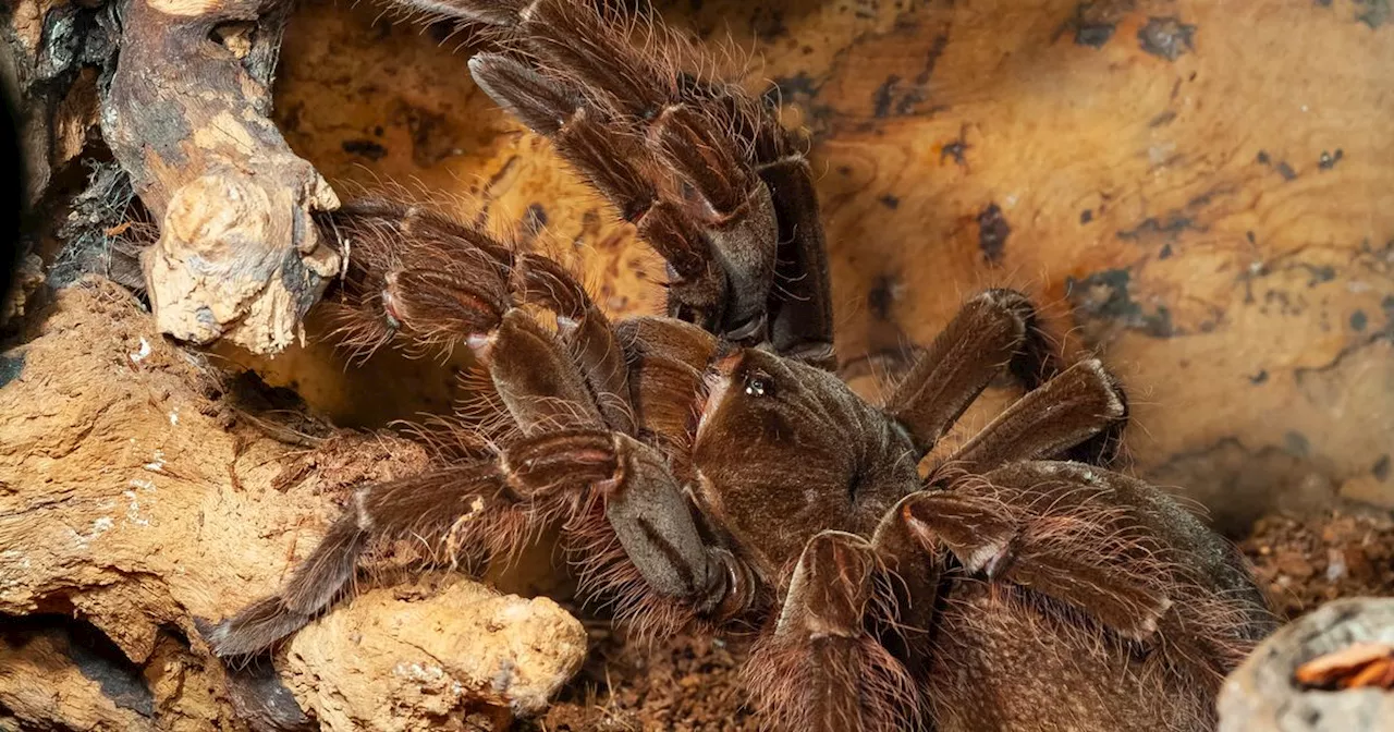 World's largest spider is bigger than a dinner plate and can eat birds