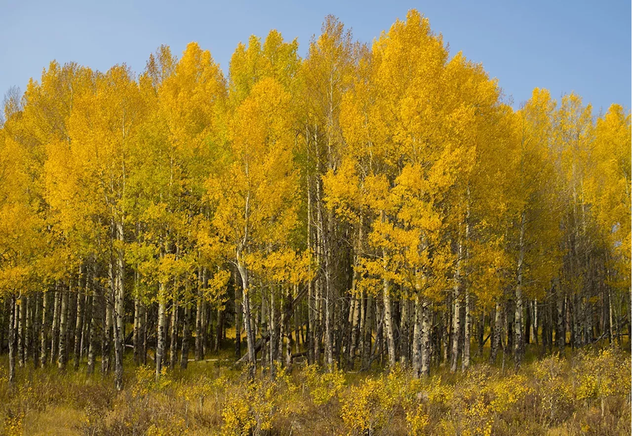 Colorado Leaf Peeping Season New Colorado Fall Foliage Map Shows When