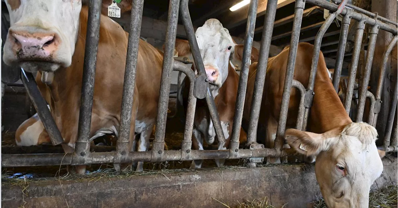 Landwirte kritisieren neues AMA-Gütesiegel für mehr Tierwohl