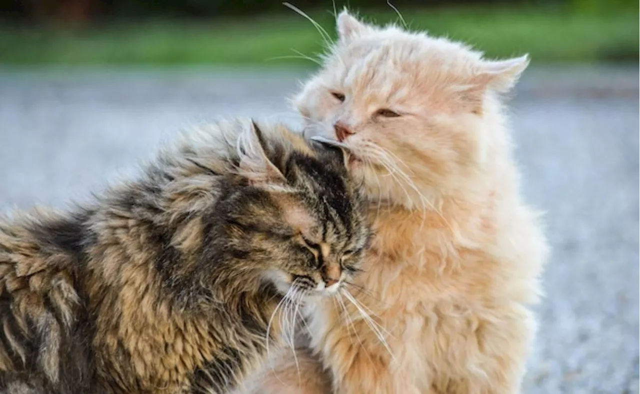 Cuáles son las razas de gatos con el pelo rizado, según especialista